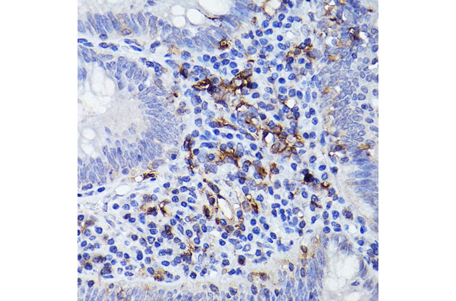Immunohistochemistry - Anti-HLA-DQB1 Antibody (A308426) - Antibodies.com