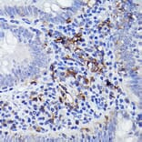 Immunohistochemistry - Anti-HLA-DQB1 Antibody (A308426) - Antibodies.com