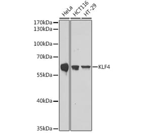 Western Blot - Anti-KLF4 Antibody (A308429) - Antibodies.com