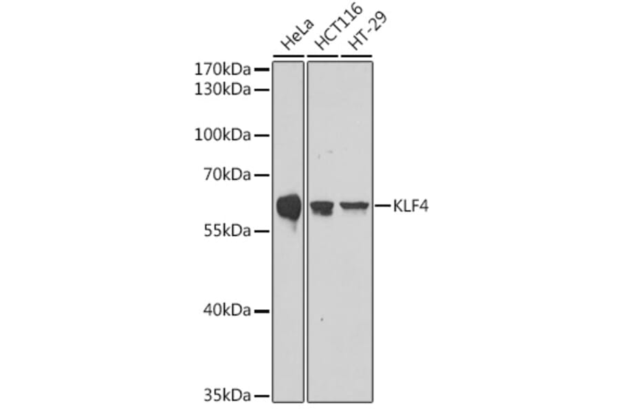 Western Blot - Anti-KLF4 Antibody (A308429) - Antibodies.com
