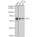 Western Blot - Anti-KLF4 Antibody (A308429) - Antibodies.com