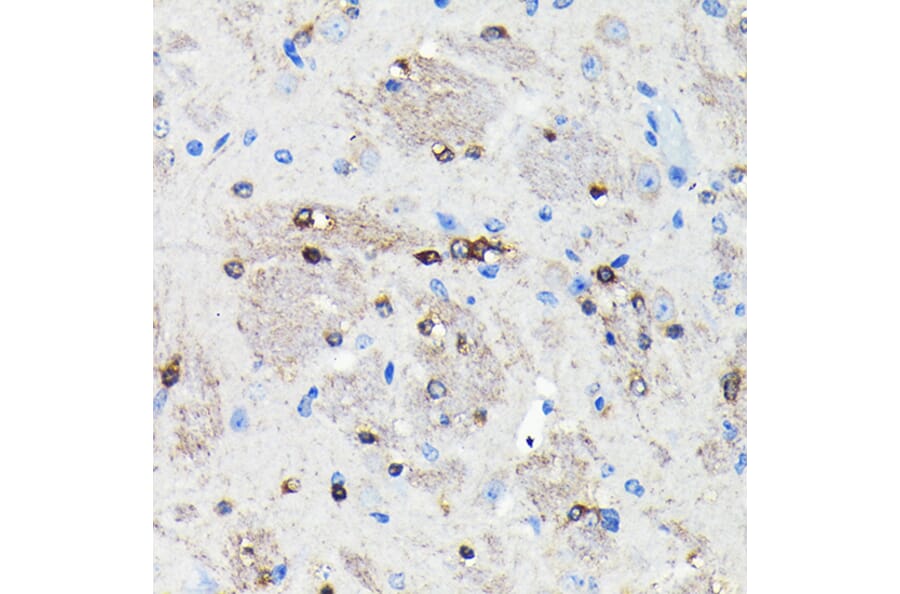 Immunohistochemistry - Anti-NMDAR2A Antibody [ARC0410] (A308430) - Antibodies.com