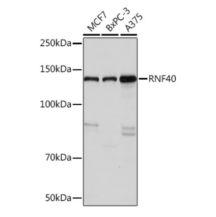 Western Blot - Anti-RNF40 Antibody [ARC1651] (A308431) - Antibodies.com