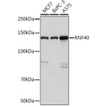 Western Blot - Anti-RNF40 Antibody [ARC1651] (A308431) - Antibodies.com