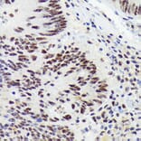 Immunohistochemistry - Anti-RNF40 Antibody [ARC1651] (A308431) - Antibodies.com