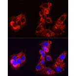 Immunofluorescence - Anti-Sorbitol Dehydrogenase Antibody (A308434) - Antibodies.com