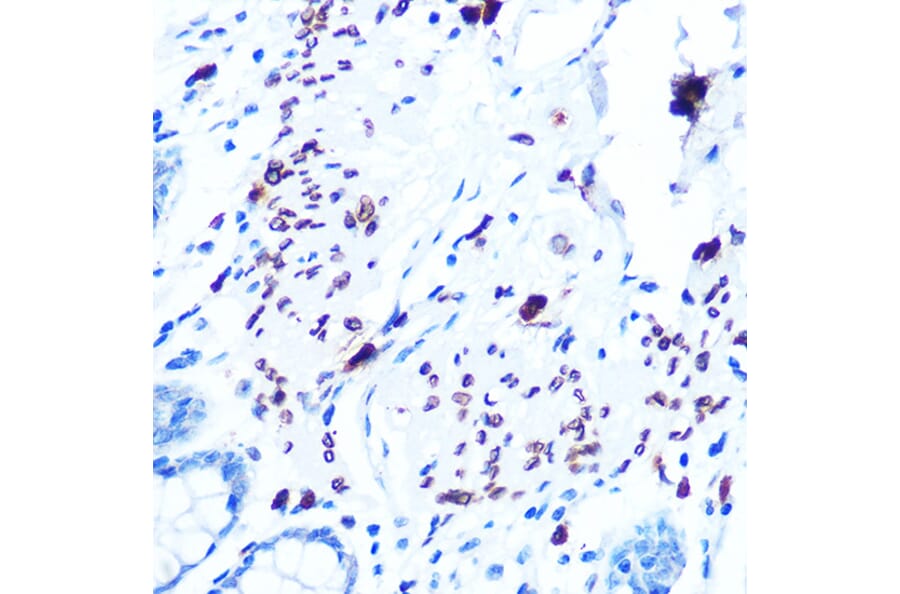Immunohistochemistry - Anti-Emerin Antibody [ARC0921] (A308435) - Antibodies.com