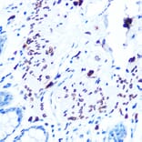 Immunohistochemistry - Anti-Emerin Antibody [ARC0921] (A308435) - Antibodies.com