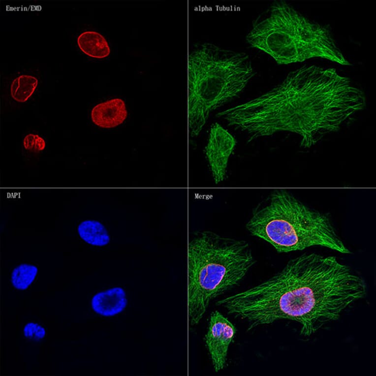 Immunofluorescence - Anti-Emerin Antibody [ARC0921] (A308435) - Antibodies.com