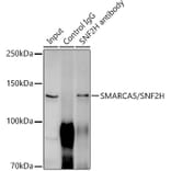 Western Blot - Anti-SNF2H Antibody [ARC0795] (A308440) - Antibodies.com