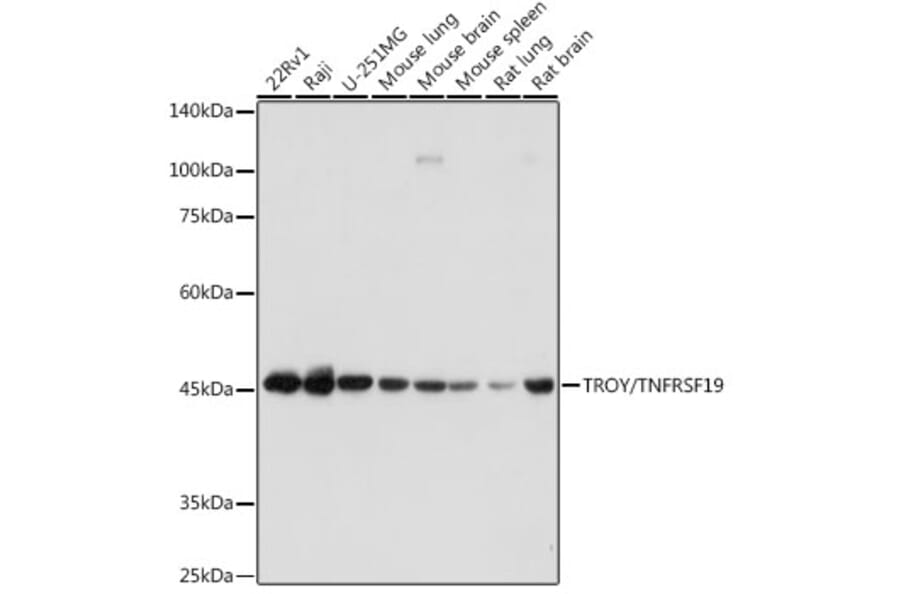 Western Blot - Anti-TROY Antibody [ARC2393] (A308442) - Antibodies.com