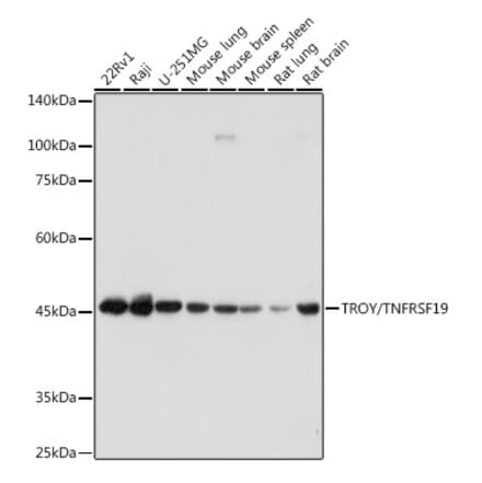 Western Blot - Anti-TROY Antibody [ARC2393] (A308442) - Antibodies.com