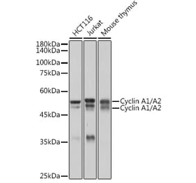 Western Blot - Anti-Cyclin A1 + Cyclin A2 Antibody [ARC2642] (A308445) - Antibodies.com