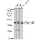 Western Blot - Anti-Cyclin A1 + Cyclin A2 Antibody [ARC2642] (A308445) - Antibodies.com