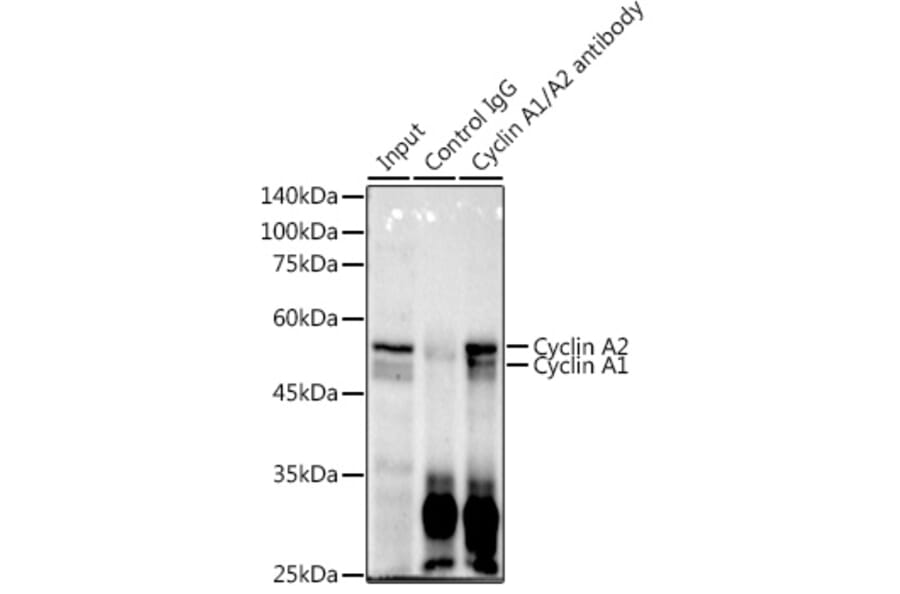 Western Blot - Anti-Cyclin A1 + Cyclin A2 Antibody [ARC2642] (A308445) - Antibodies.com