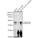 Western Blot - Anti-Cyclin A1 + Cyclin A2 Antibody [ARC2642] (A308445) - Antibodies.com