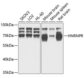 Western Blot - Anti-hnRNP R Antibody (A308450) - Antibodies.com