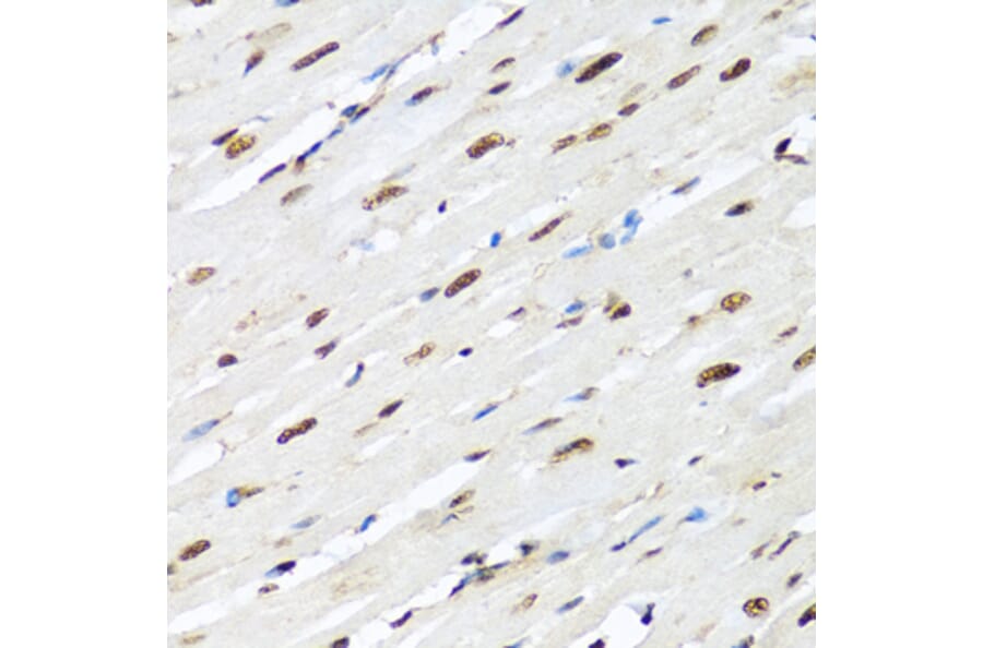 Immunohistochemistry - Anti-hnRNP R Antibody (A308450) - Antibodies.com