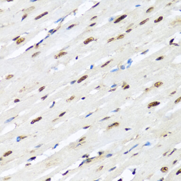 Immunohistochemistry - Anti-hnRNP R Antibody (A308450) - Antibodies.com