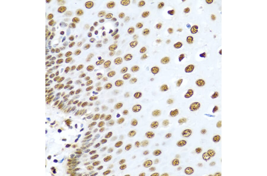 Immunohistochemistry - Anti-hnRNP R Antibody (A308450) - Antibodies.com