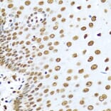 Immunohistochemistry - Anti-hnRNP R Antibody (A308450) - Antibodies.com