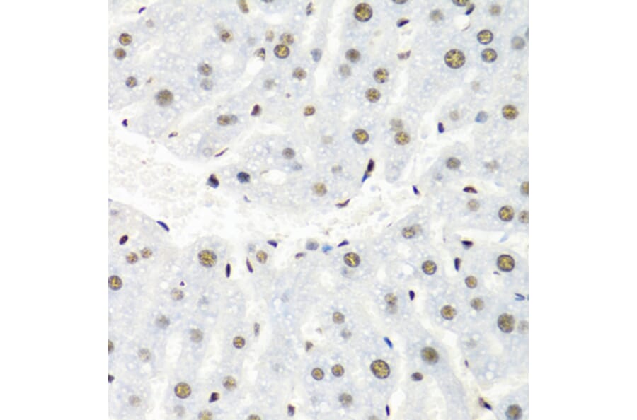 Immunohistochemistry - Anti-hnRNP R Antibody (A308450) - Antibodies.com