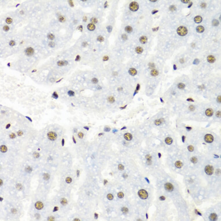 Immunohistochemistry - Anti-hnRNP R Antibody (A308450) - Antibodies.com