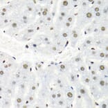 Immunohistochemistry - Anti-hnRNP R Antibody (A308450) - Antibodies.com