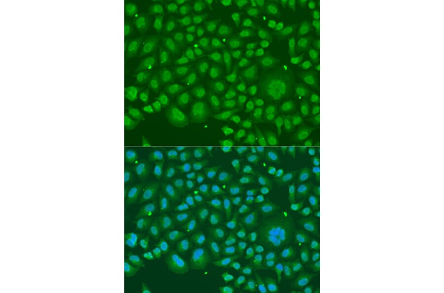 Immunofluorescence - Anti-hnRNP R Antibody (A308450) - Antibodies.com