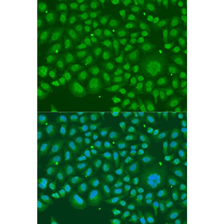 Immunofluorescence - Anti-hnRNP R Antibody (A308450) - Antibodies.com