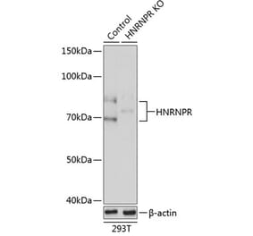 Western Blot - Anti-hnRNP R Antibody (A308451) - Antibodies.com