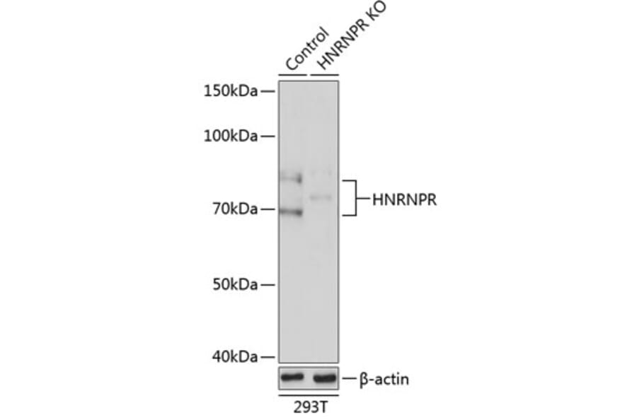 Western Blot - Anti-hnRNP R Antibody (A308451) - Antibodies.com