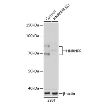 Western Blot - Anti-hnRNP R Antibody (A308451) - Antibodies.com