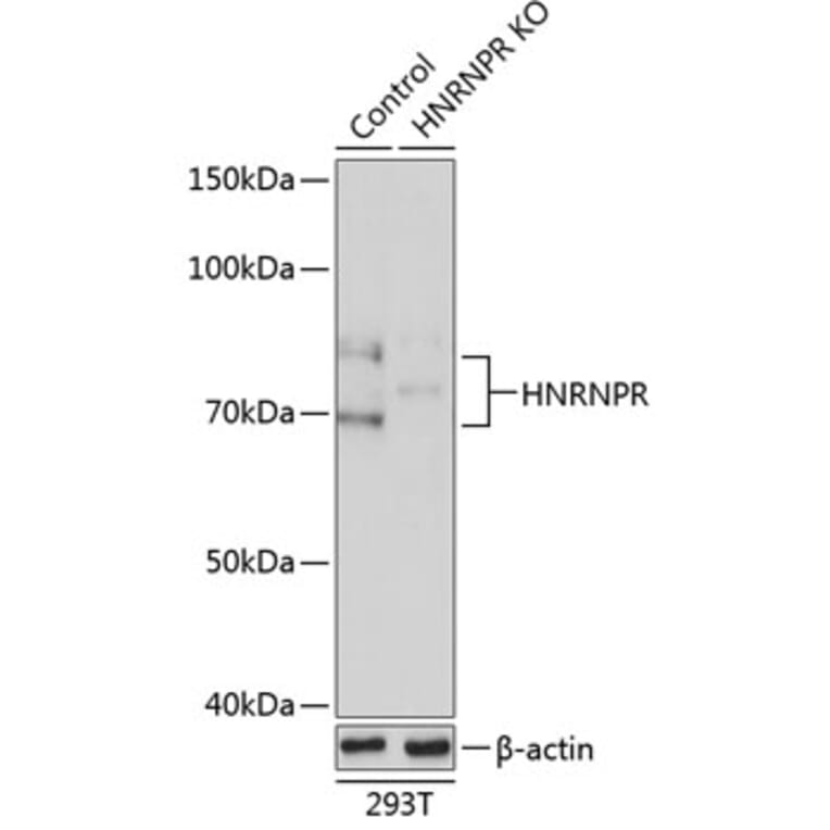 Western Blot - Anti-hnRNP R Antibody (A308451) - Antibodies.com