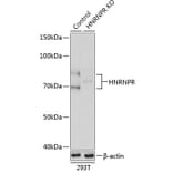Western Blot - Anti-hnRNP R Antibody (A308451) - Antibodies.com