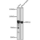 Western Blot - Anti-Mre11 Antibody [ARC0931] (A308456) - Antibodies.com