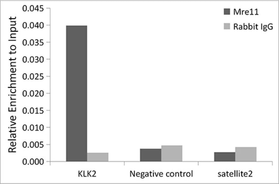 Chromatin Immunoprecipitation - Anti-Mre11 Antibody [ARC0931] (A308456) - Antibodies.com