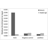 Chromatin Immunoprecipitation - Anti-Mre11 Antibody [ARC0931] (A308456) - Antibodies.com