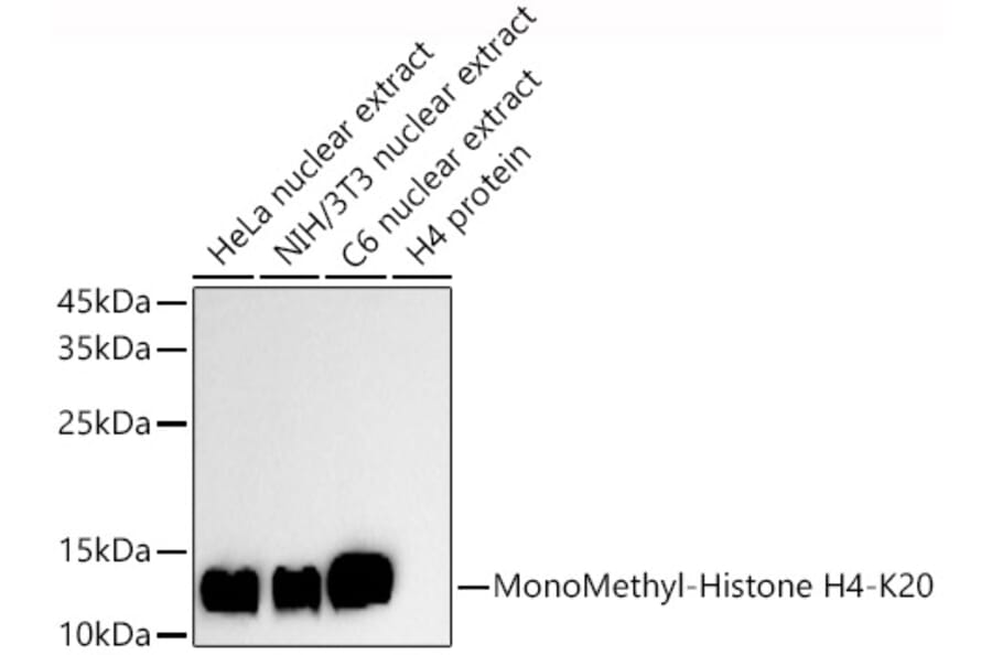 Western Blot - Anti-Histone H4 (mono methyl Lys20) Antibody (A308458) - Antibodies.com