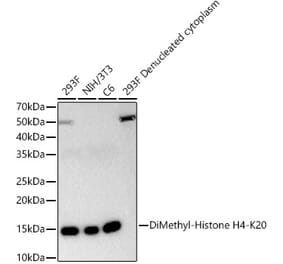 Western Blot - Anti-Histone H4 (di methyl Lys20) Antibody [ARC55058] (A308460) - Antibodies.com