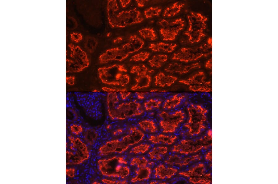 Immunofluorescence - Anti-SGLT2 Antibody (A308462) - Antibodies.com