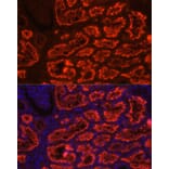 Immunofluorescence - Anti-SGLT2 Antibody (A308462) - Antibodies.com