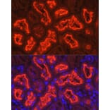 Immunofluorescence - Anti-SGLT2 Antibody (A308462) - Antibodies.com