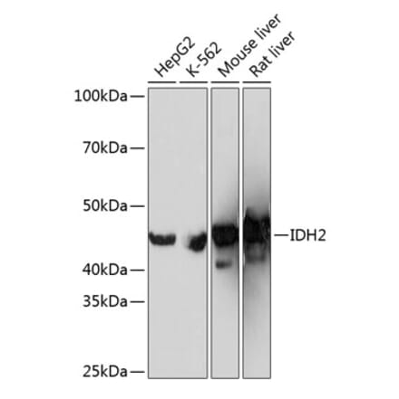 IDH2 Antibodies | Antibodies.com