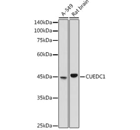 Western Blot - Anti-CUEDC1 Antibody (A308465) - Antibodies.com