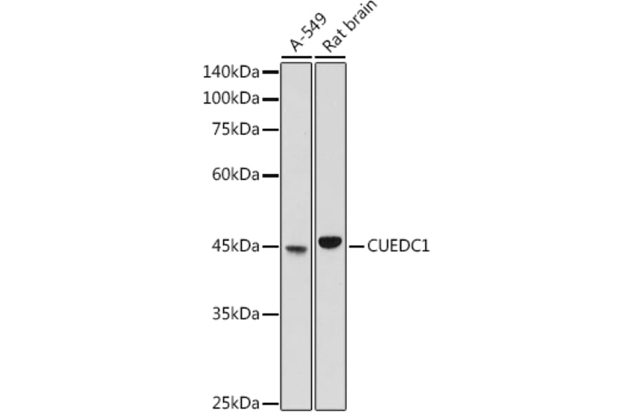 Western Blot - Anti-CUEDC1 Antibody (A308465) - Antibodies.com