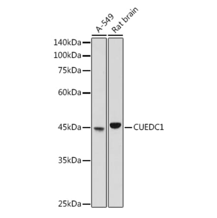 Western Blot - Anti-CUEDC1 Antibody (A308465) - Antibodies.com