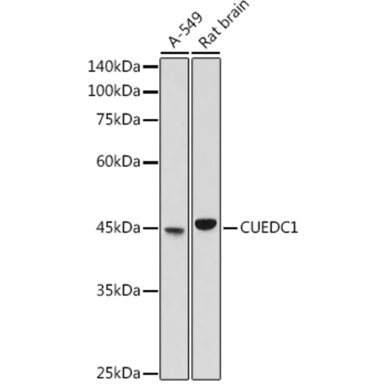 Western Blot - Anti-CUEDC1 Antibody (A308465) - Antibodies.com