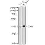 Western Blot - Anti-CUEDC1 Antibody (A308465) - Antibodies.com