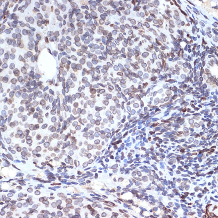 Immunohistochemistry - Anti-SUN2 Antibody [ARC2311] (A308466) - Antibodies.com